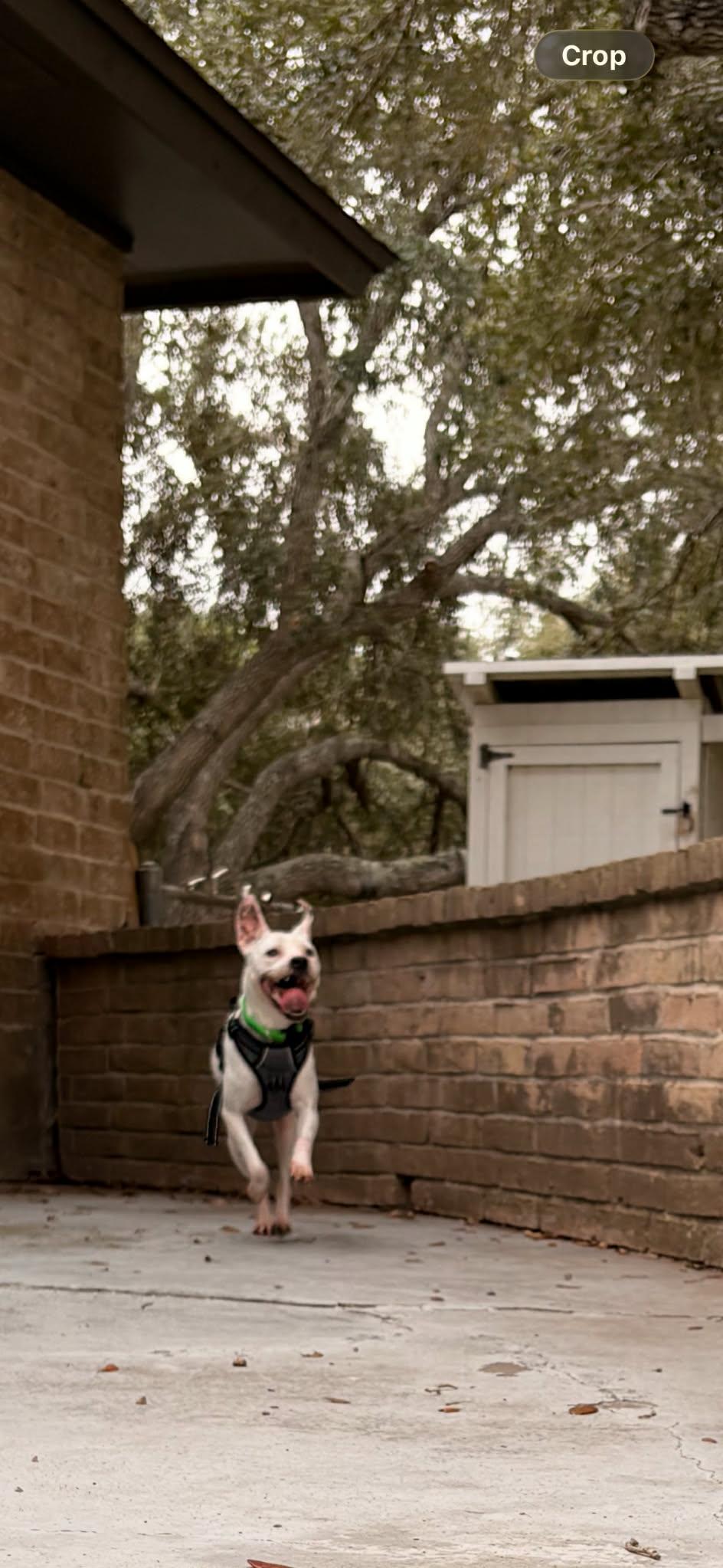 Luna , a ADOPTABLE mixed breed in Elkhorn, WI image 2/4