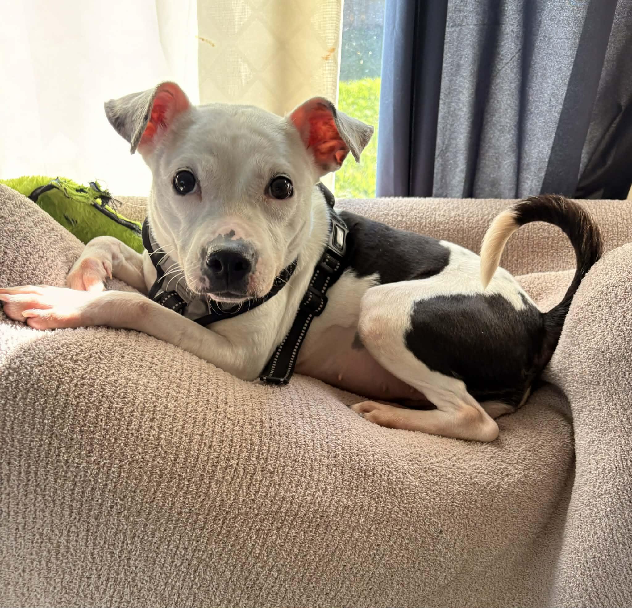 Luna , a ADOPTABLE mixed breed in Elkhorn, WI image 3/4