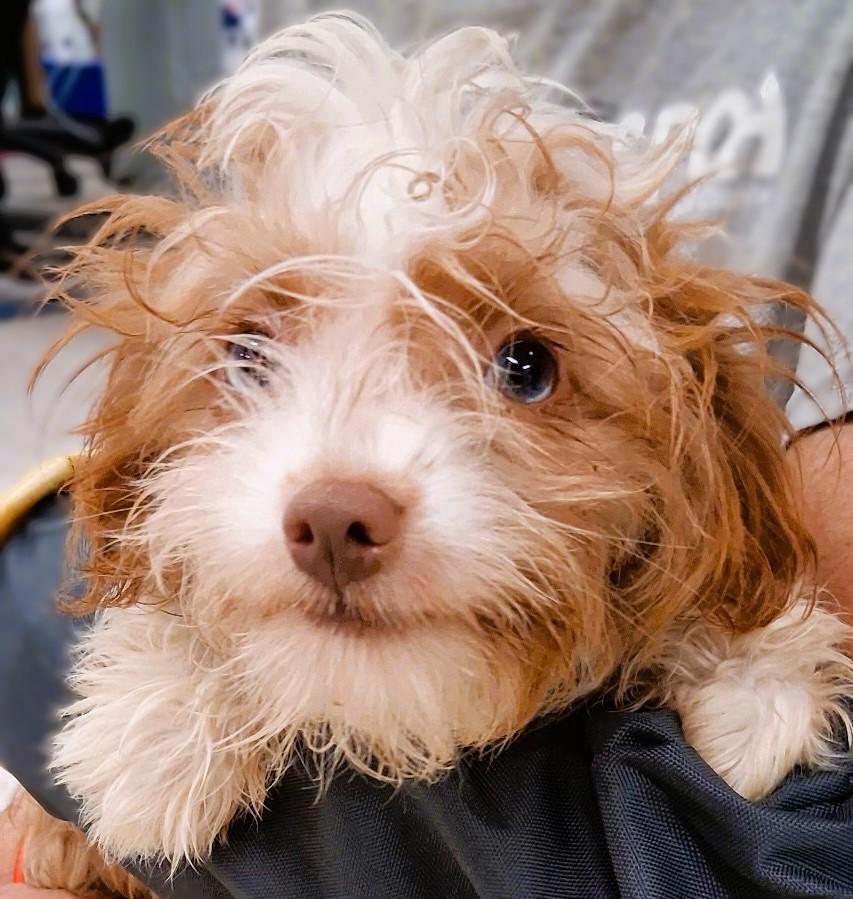 RAGGEDY ANN, adopted, Puppy Female Yorkie Poo.