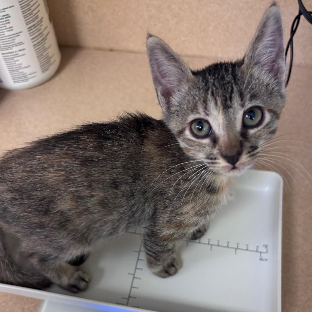 Jo Wilson, Adoptable, Kitten Female Domestic Short Hair.
