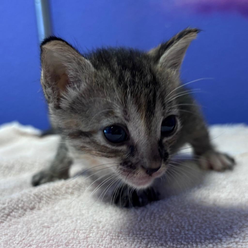 Enlarge Jo Wilson, a Adoptable mixed breed in Corpus Christi, TX image 2/2