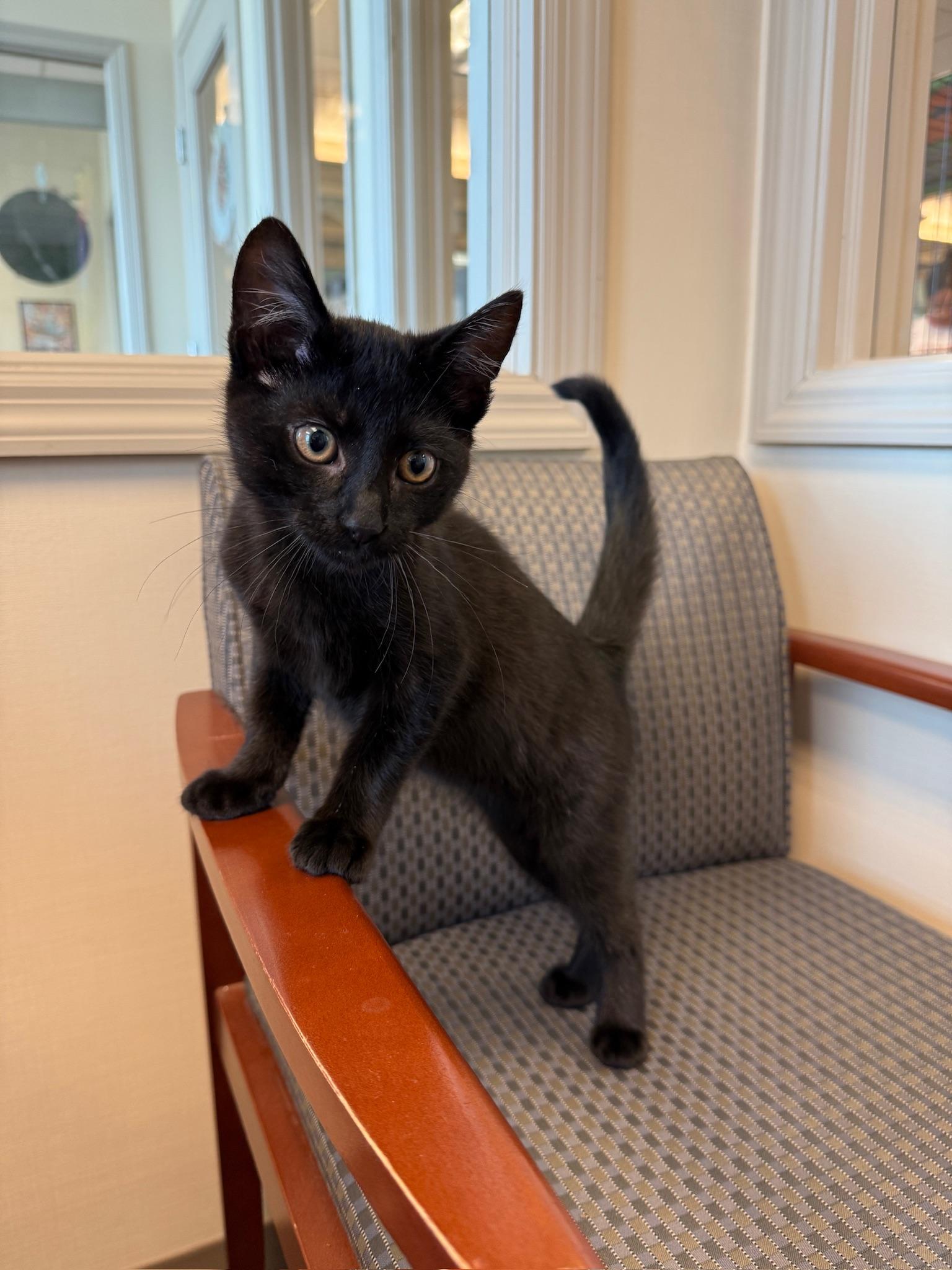 Baron, Baby Male Domestic Short Hair