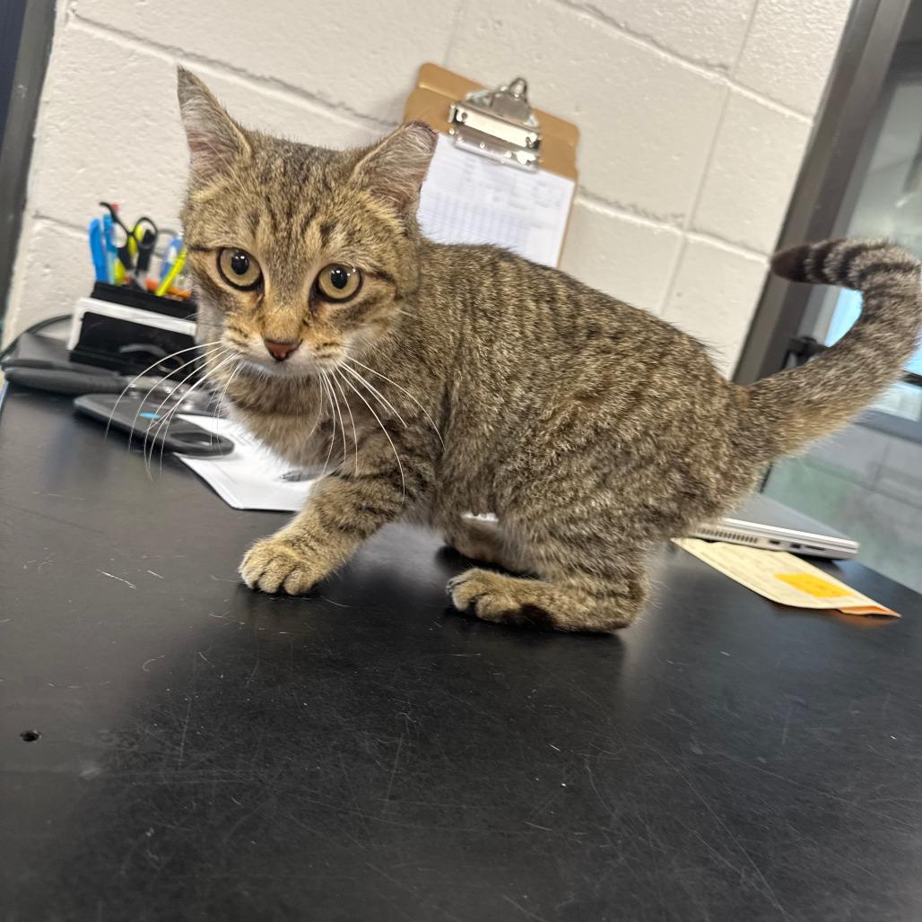 Cheeto, Adoptable, Adult Female American Shorthair.