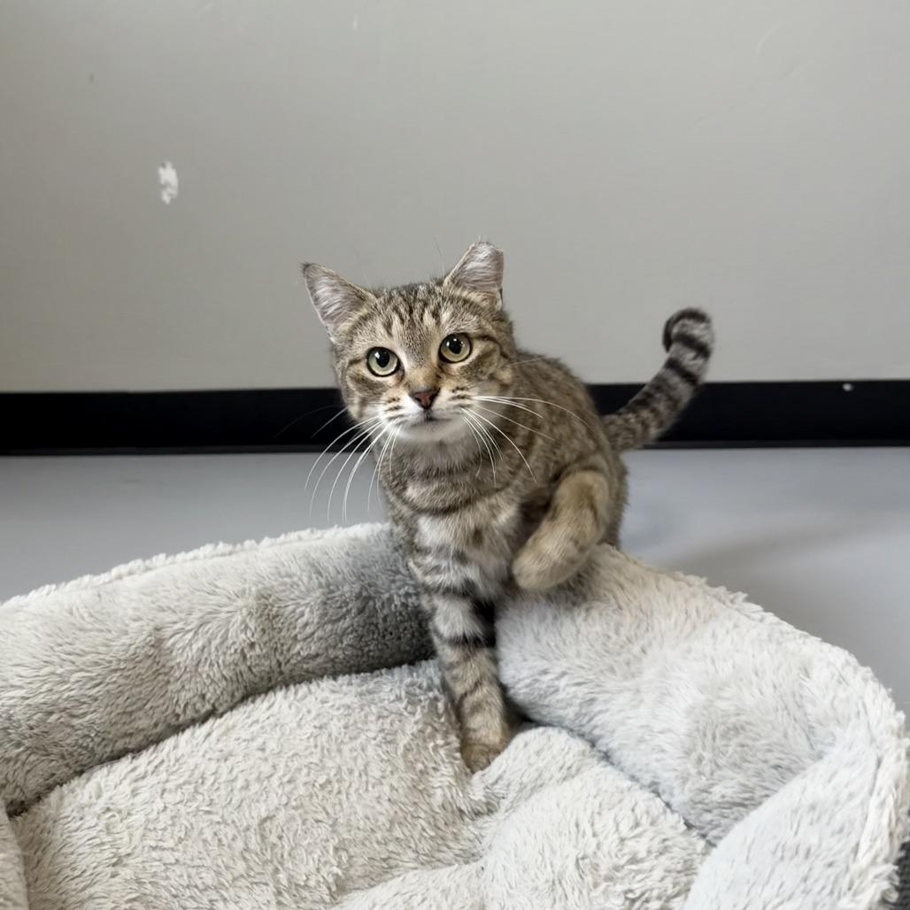 Enlarge Cheeto, a Adoptable American Shorthair in Ponca City, OK image 2/3