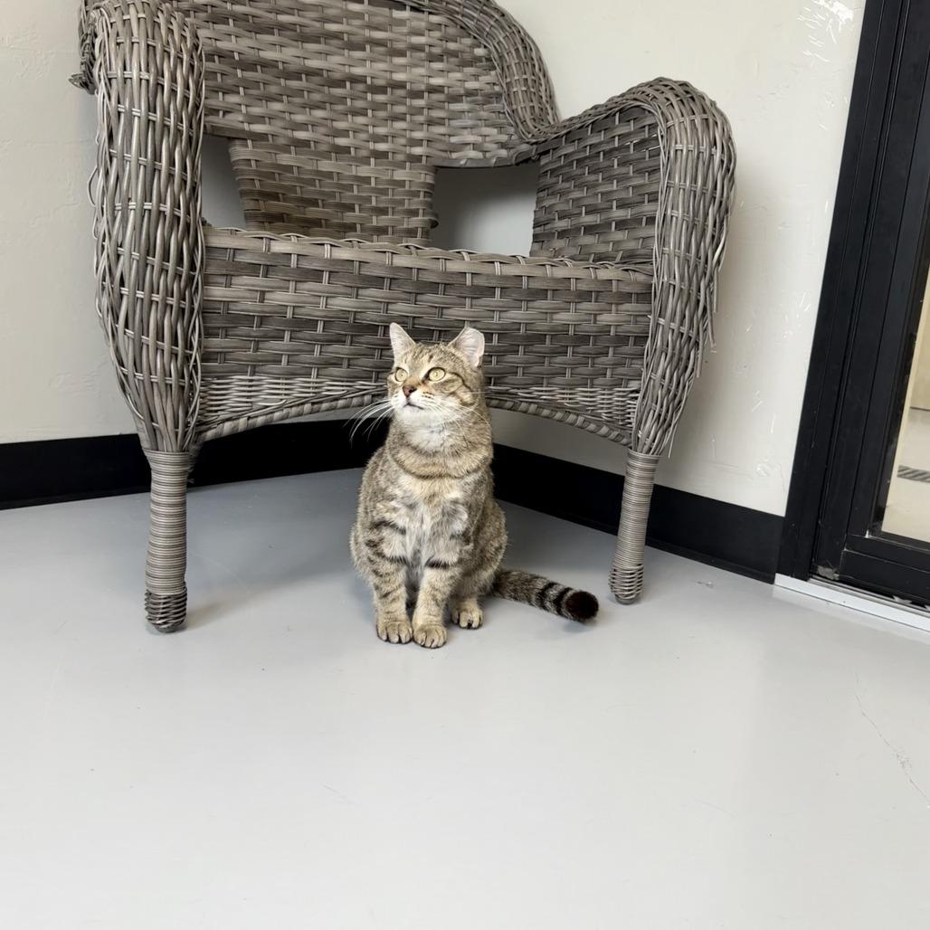 Enlarge Cheeto, a Adoptable American Shorthair in Ponca City, OK image 3/3