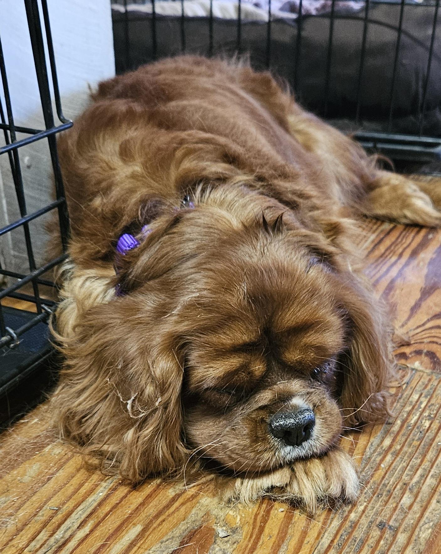 Enlarge Sadie, a Adopted Cavalier King Charles Spaniel in Martinsville, IN image 2/6