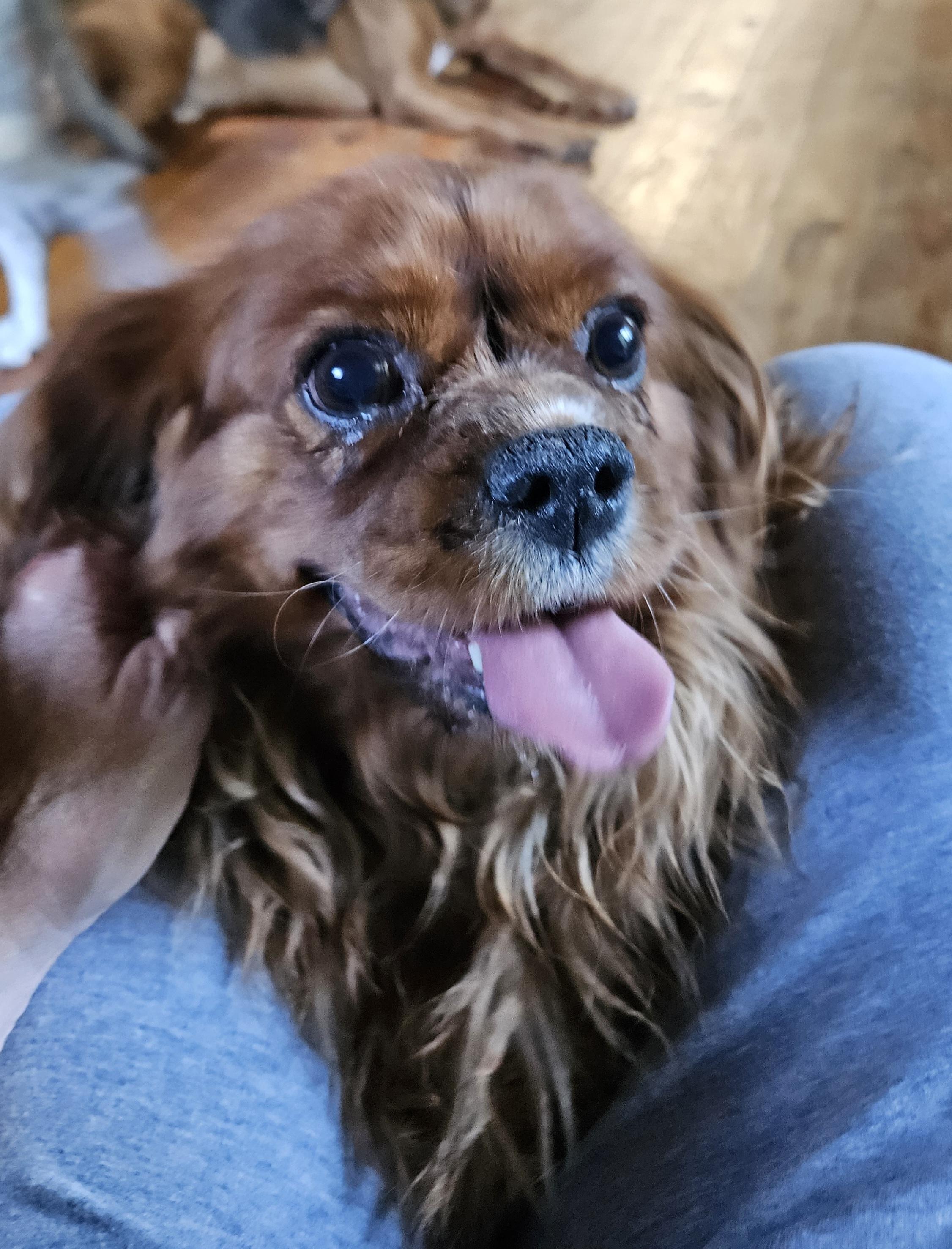Enlarge Sadie, a Adopted Cavalier King Charles Spaniel in Martinsville, IN image 3/6