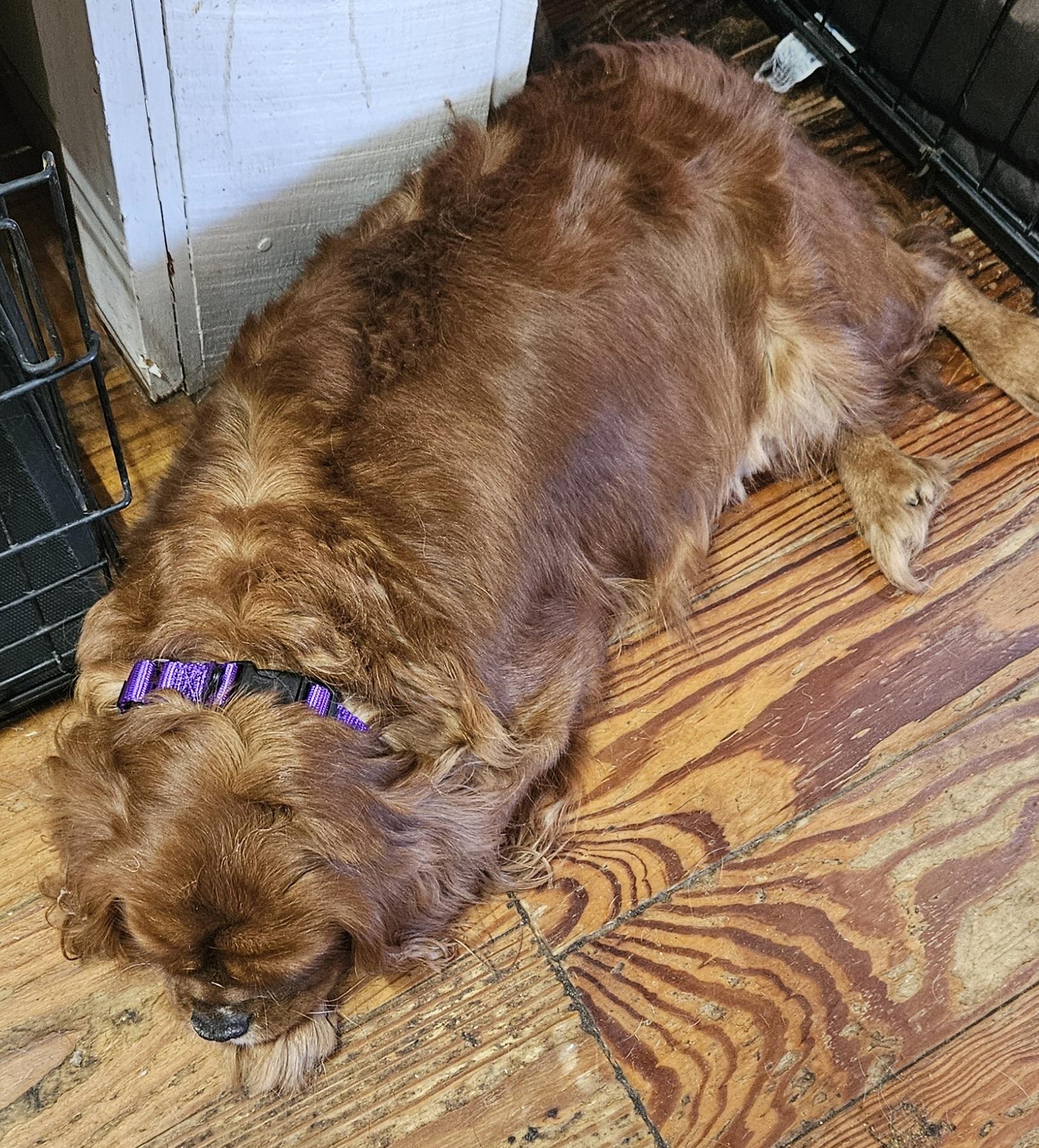 Enlarge Sadie, a Adopted Cavalier King Charles Spaniel in Martinsville, IN image 4/6