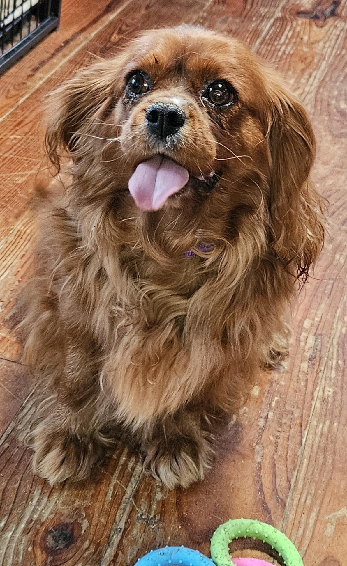 Sadie, Adopted, Adult Female Cavalier King Charles Spaniel.