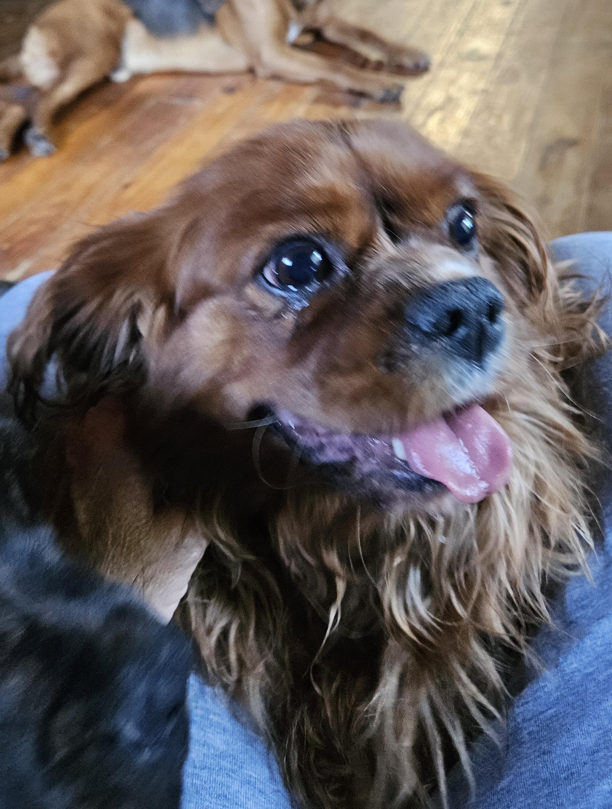Enlarge Sadie, a Adopted Cavalier King Charles Spaniel in Martinsville, IN image 5/6