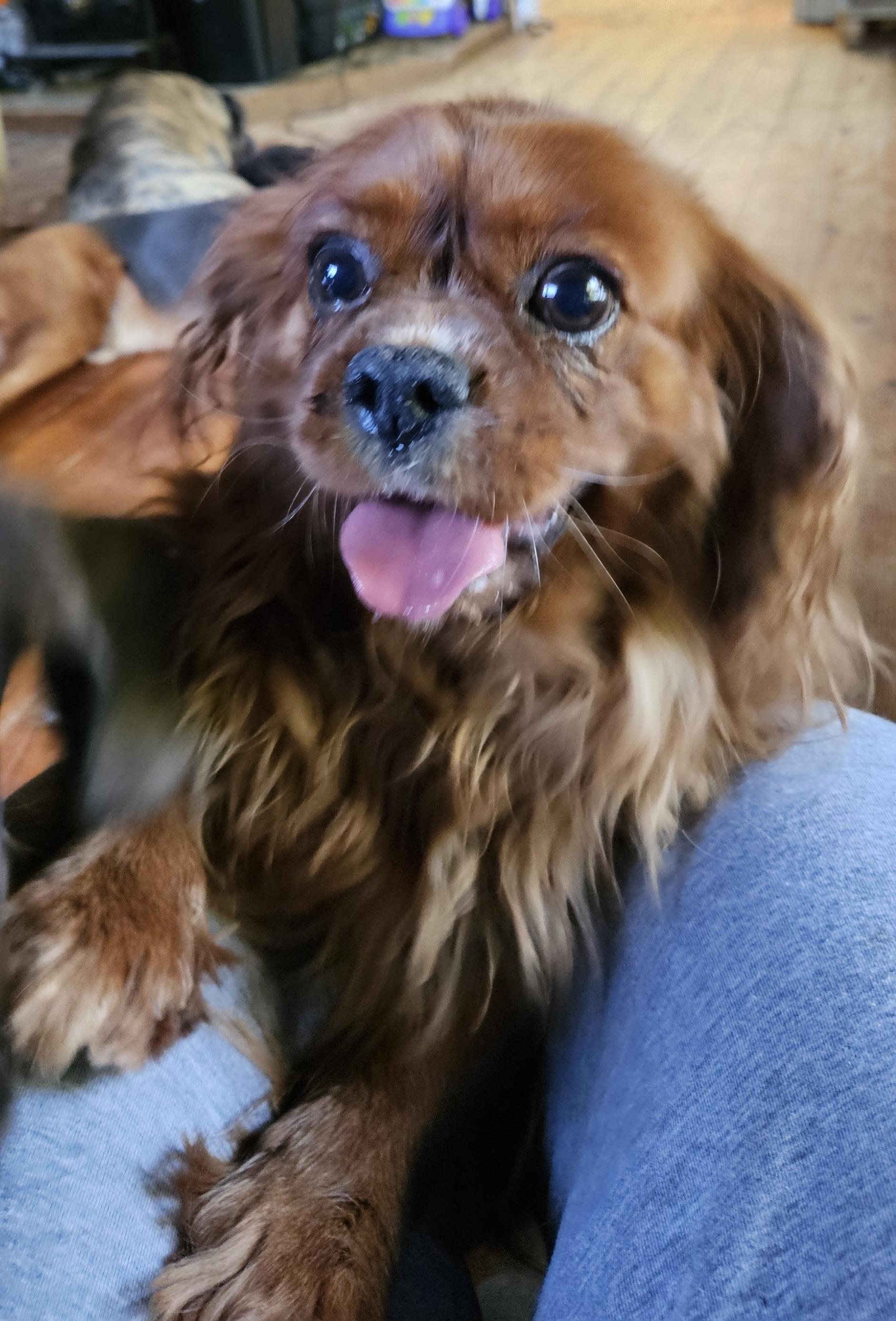 Enlarge Sadie, a Adopted Cavalier King Charles Spaniel in Martinsville, IN image 6/6