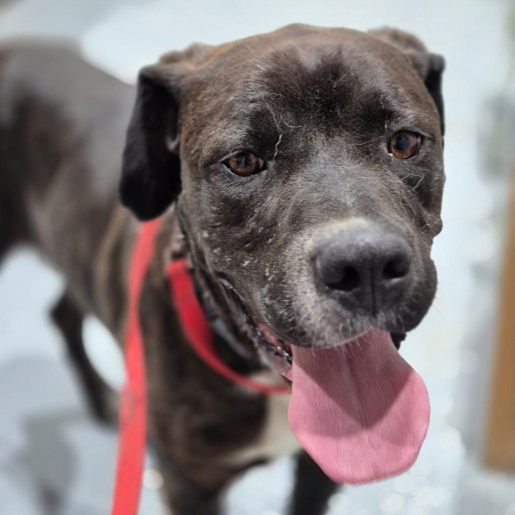 Daisy, Adoptable, Adult Female Mastiff & Great Dane.