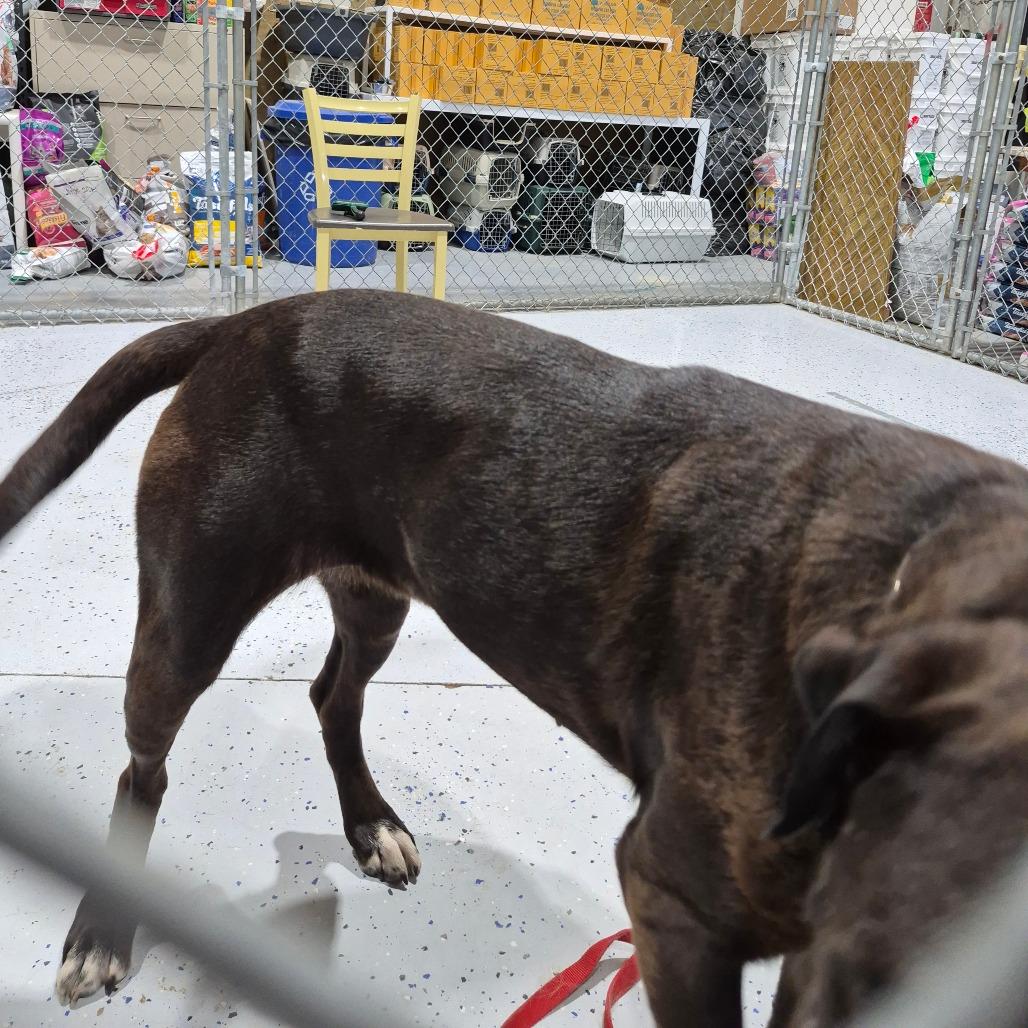 Enlarge Daisy, a Adoptable mixed breed in Drumheller, AB image 2/4