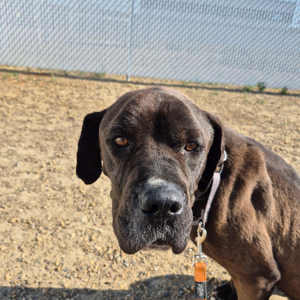 Enlarge Daisy, a Adoptable mixed breed in Drumheller, AB image 4/4