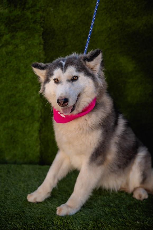 Princess, a Adoptable mixed breed in tigard, OR image 1/3