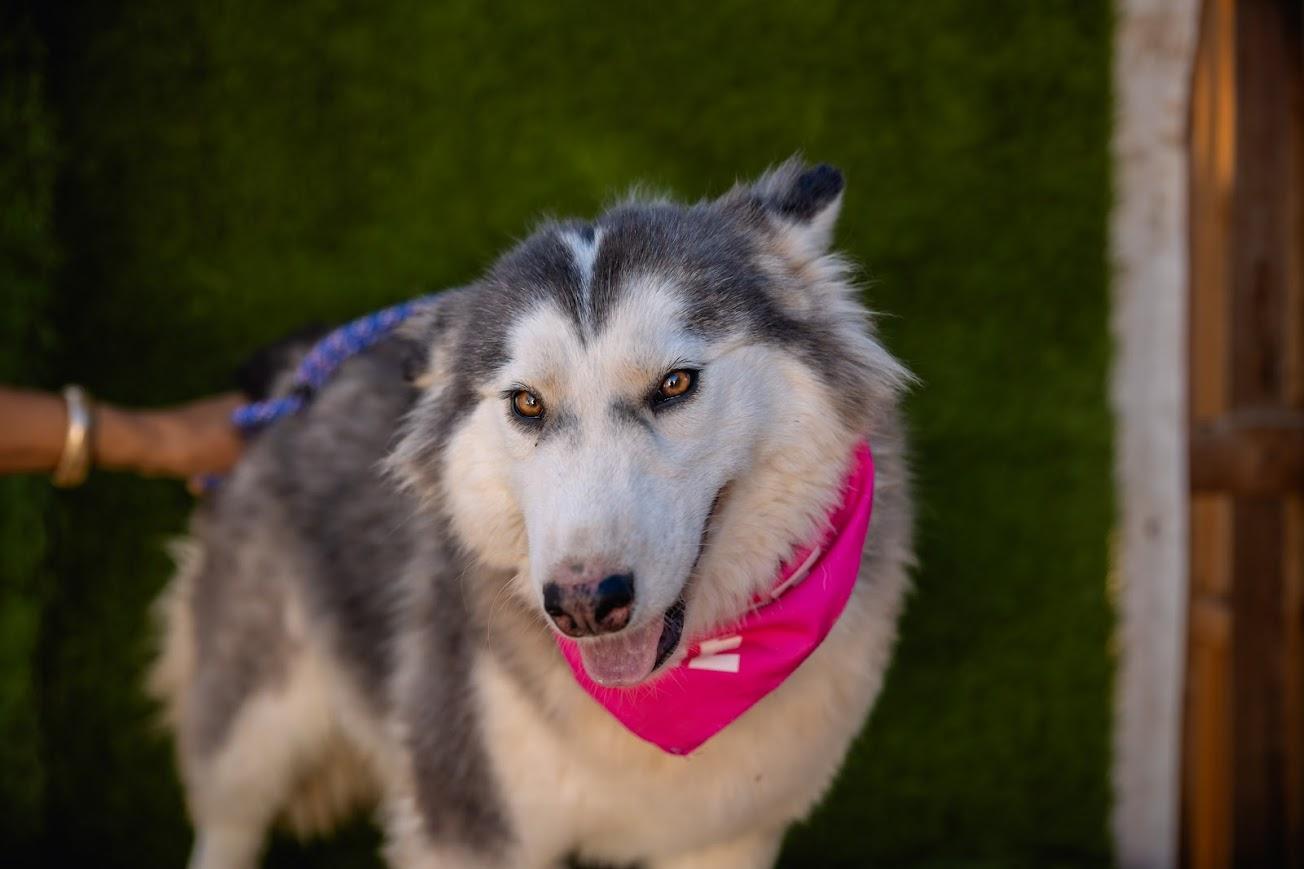 Princess, a Adoptable mixed breed in tigard, OR image 3/3