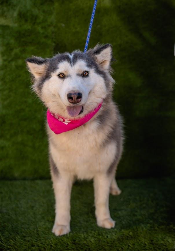 Princess, a Adoptable mixed breed in tigard, OR image 2/3