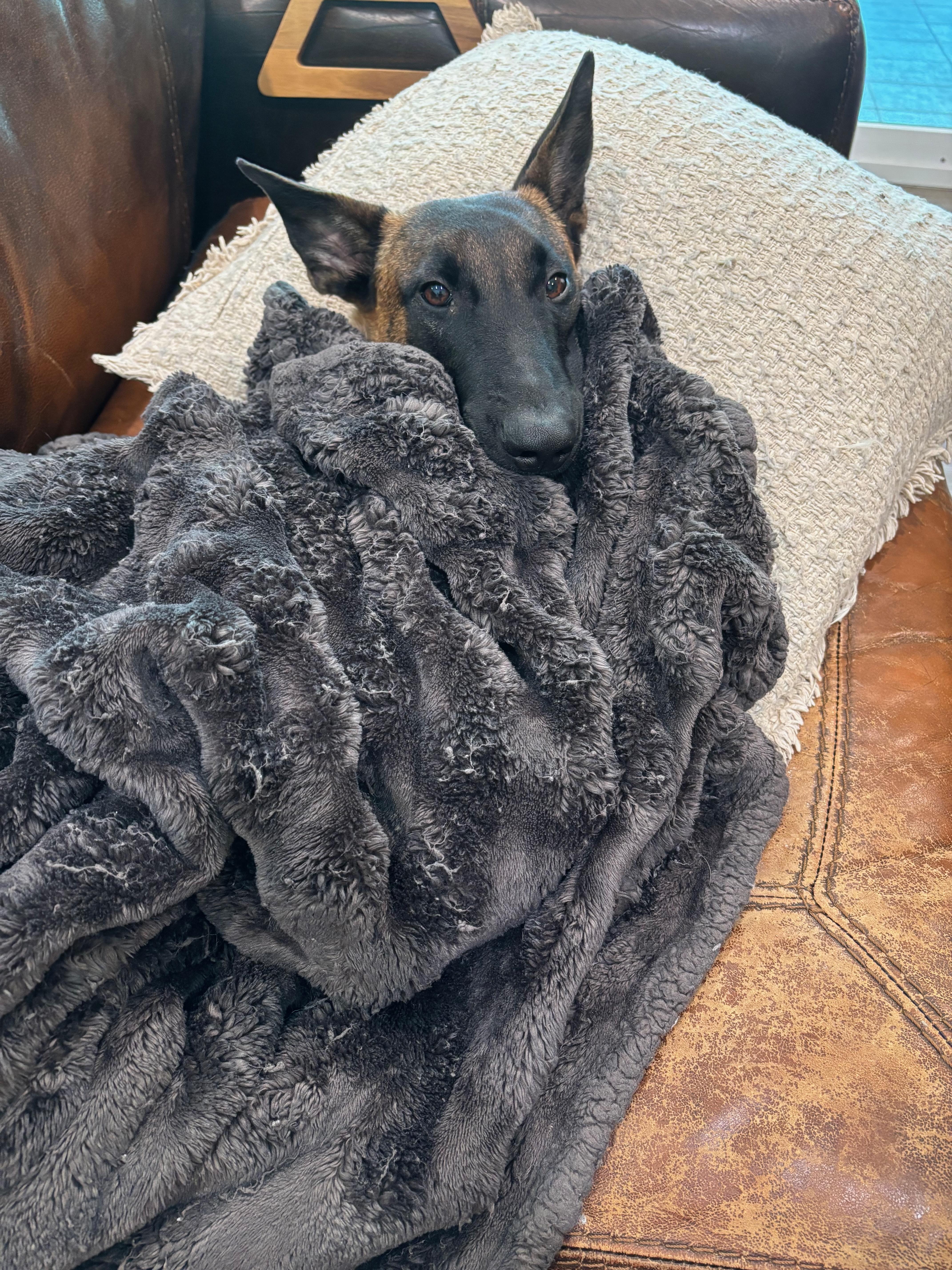 Enlarge Kylie, a Adoptable Belgian Shepherd / Malinois in Parrish, FL image 1/4