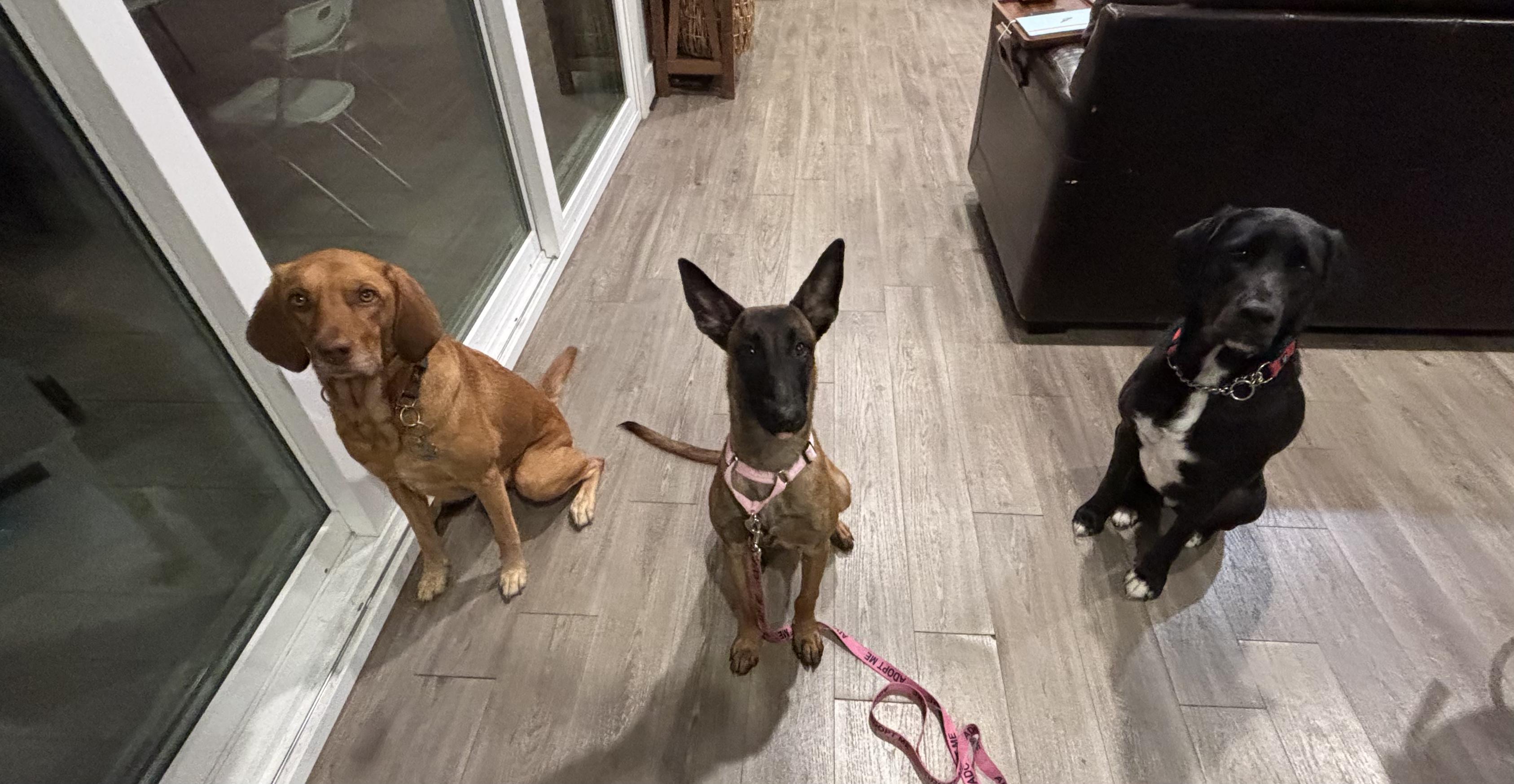 Enlarge Kylie, a Adoptable Belgian Shepherd / Malinois in Parrish, FL image 2/4