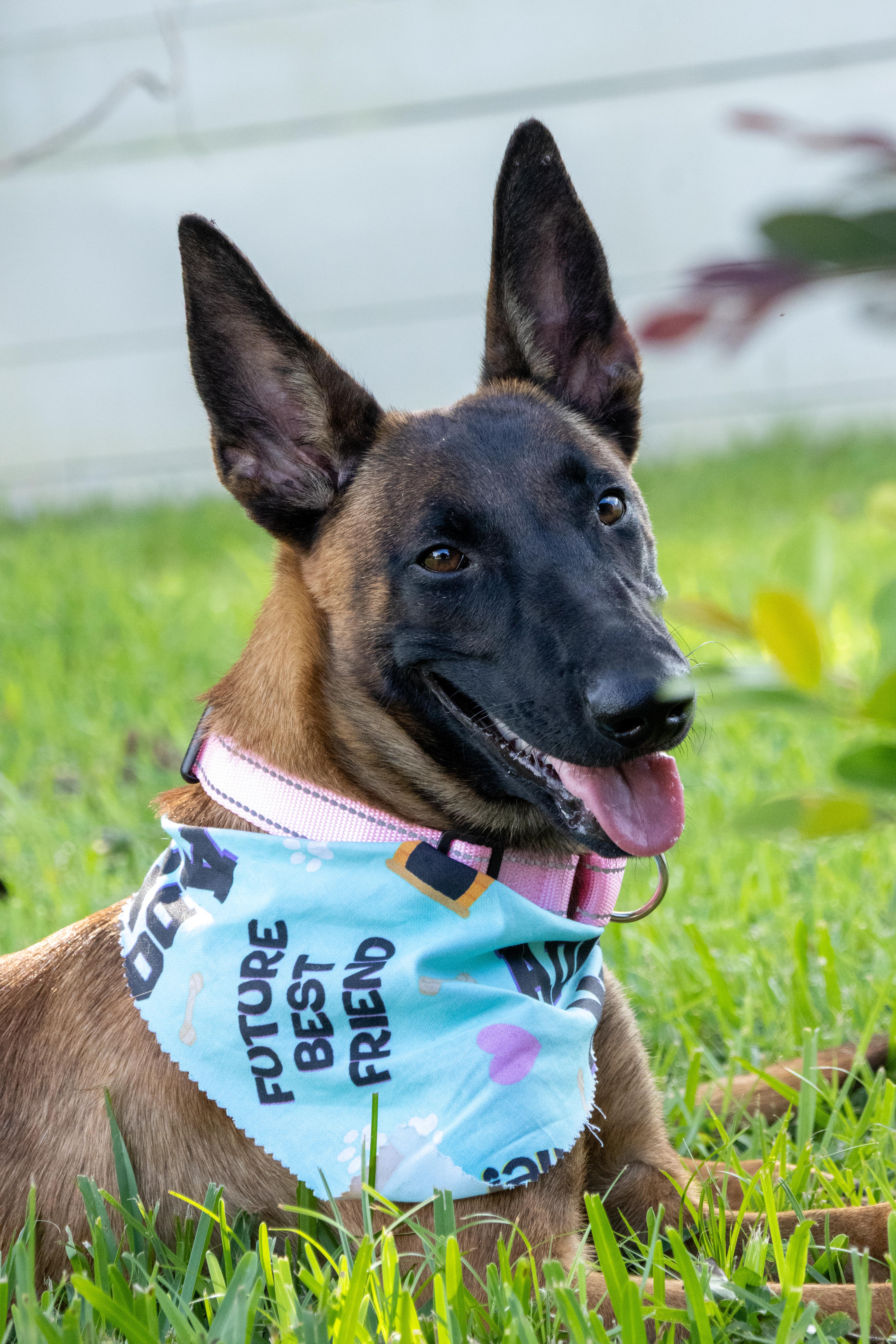 Enlarge Kylie, a Adoptable Belgian Shepherd / Malinois in Parrish, FL image 3/4