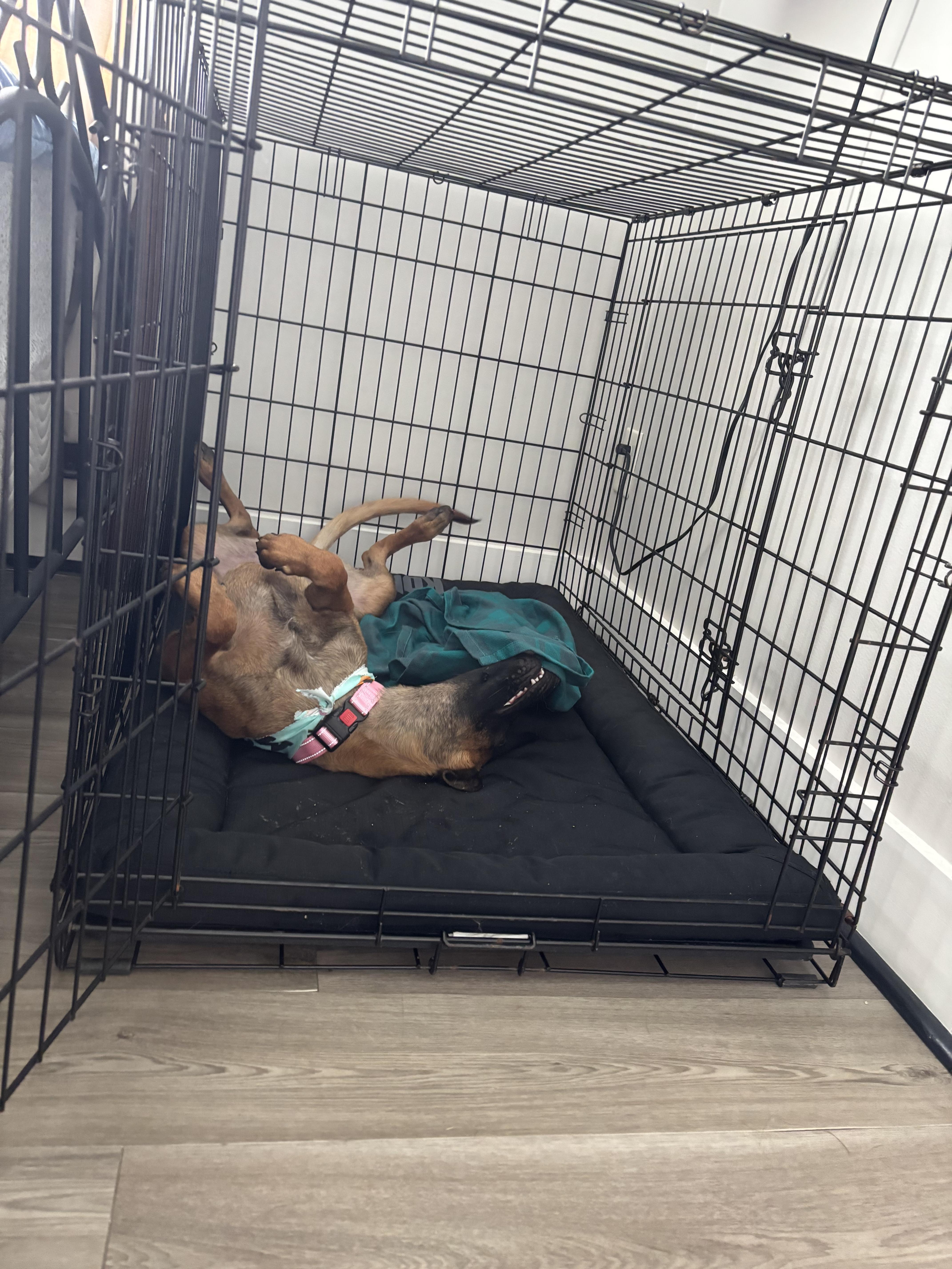 Enlarge Kylie, a Adoptable Belgian Shepherd / Malinois in Parrish, FL image 4/4