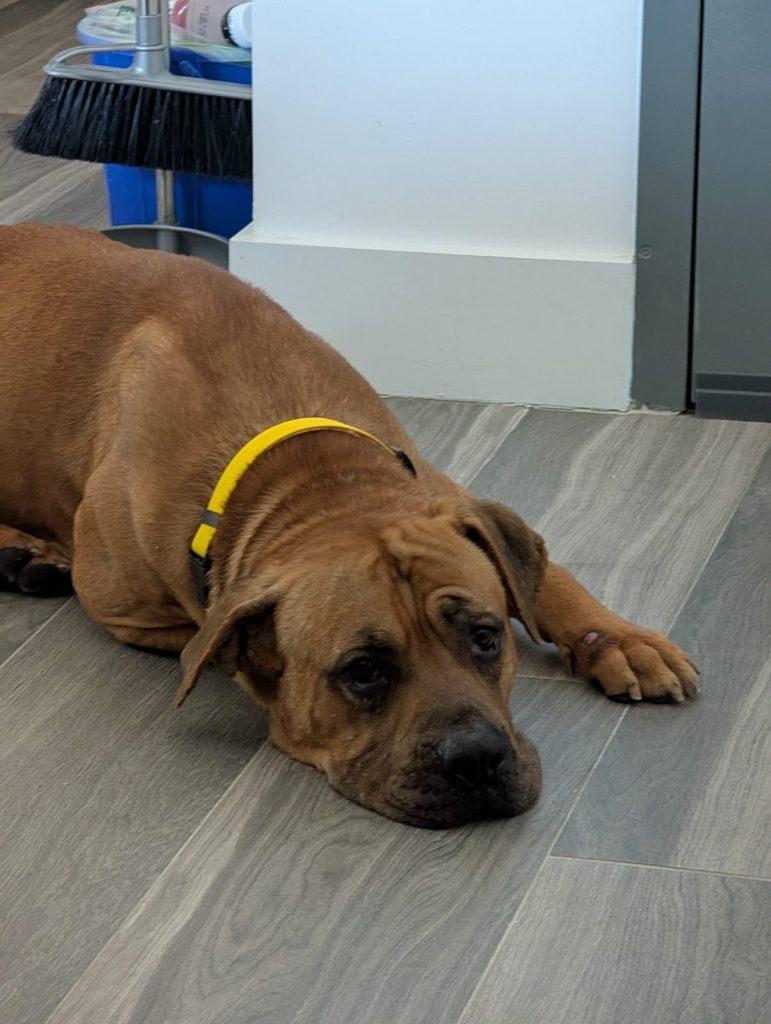 Big Boy the Mush, a Adoptable mixed breed in Brooklyn, NY image 4/4