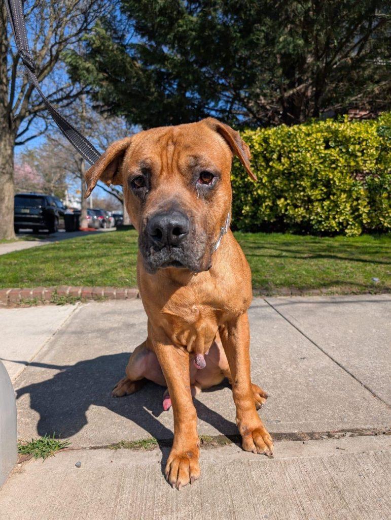 Big Boy the Mush, a Adoptable mixed breed in Brooklyn, NY image 1/4