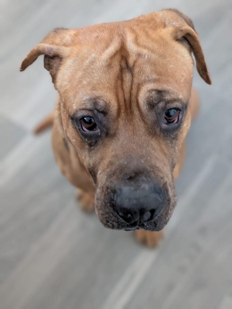 Big Boy the Mush, a Adoptable mixed breed in Brooklyn, NY image 3/4