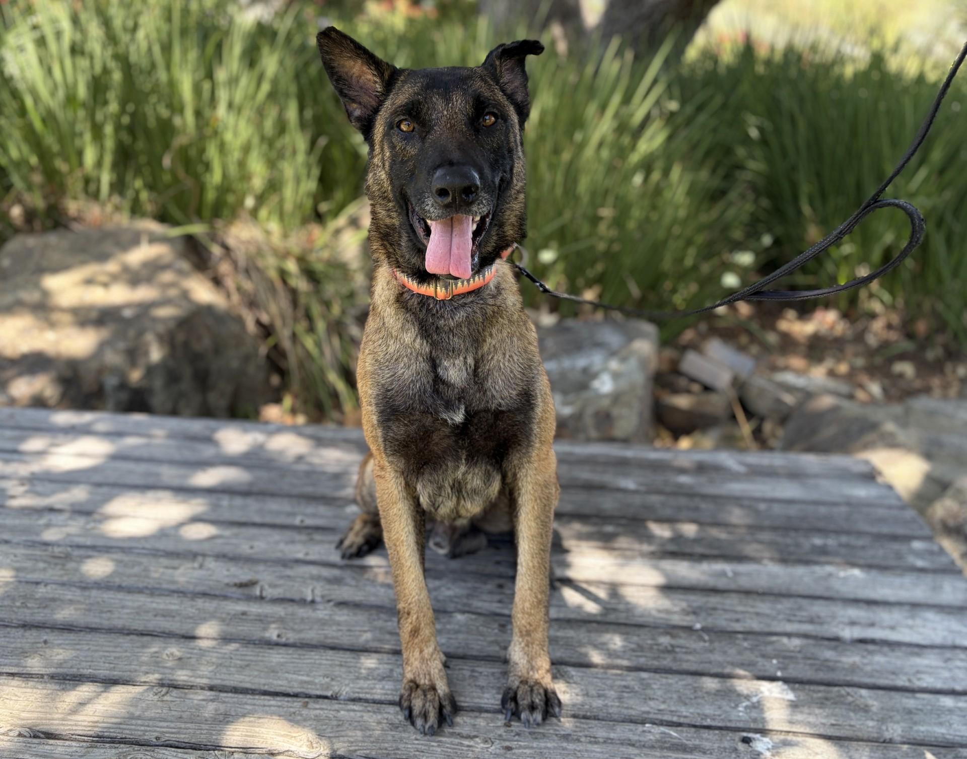 Sprocket, ADOPTABLE, Adult Male Belgian Shepherd / Malinois.