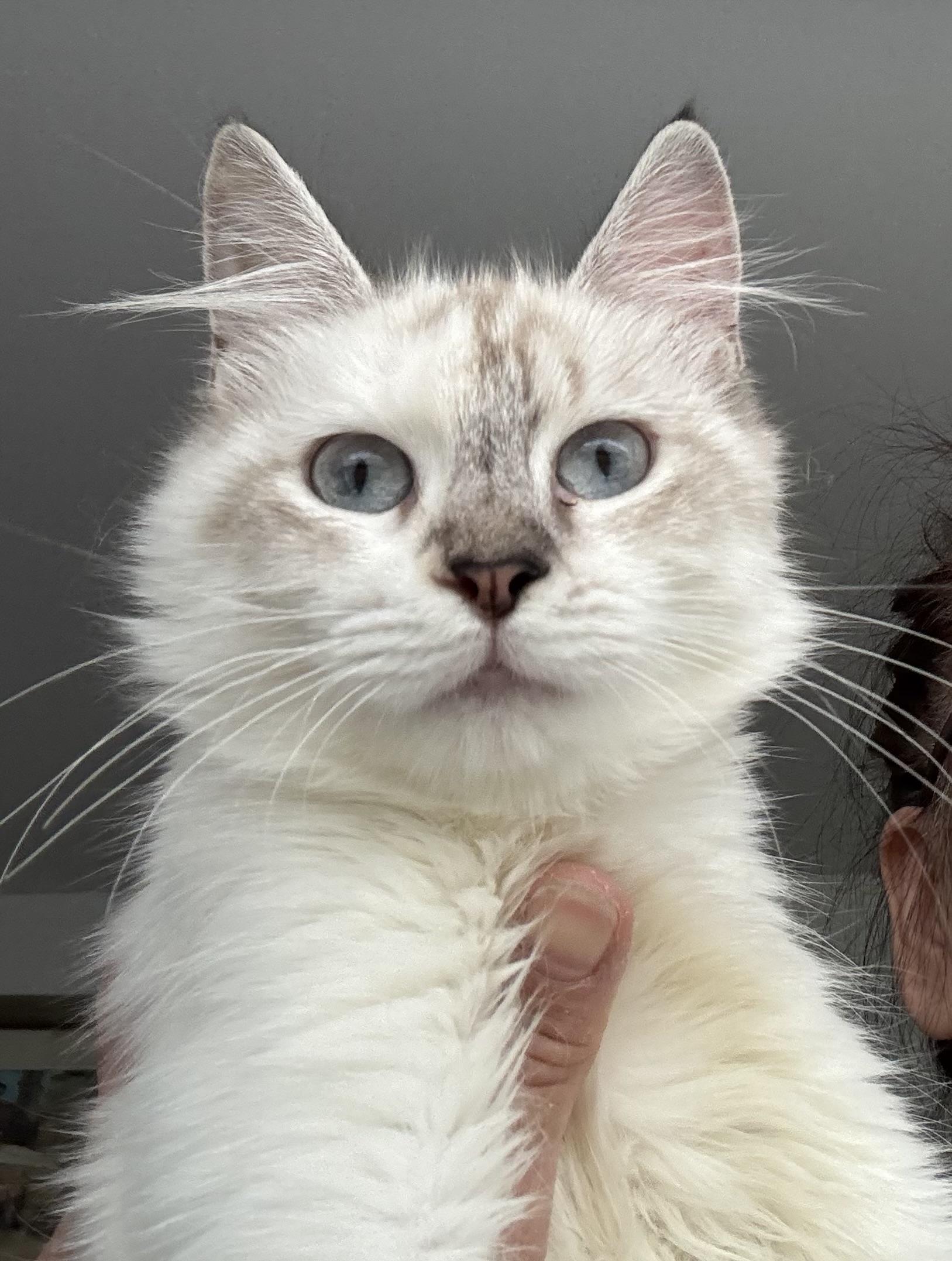 Enlarge Kayla- Rene , Arzu Ozar, a Adopted mixed breed in Brampton, ON image 2/6