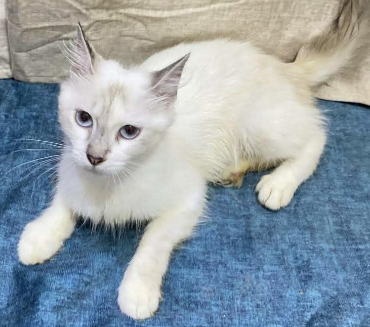 Enlarge Kayla- Rene , Arzu Ozar, a Adopted mixed breed in Brampton, ON image 4/6