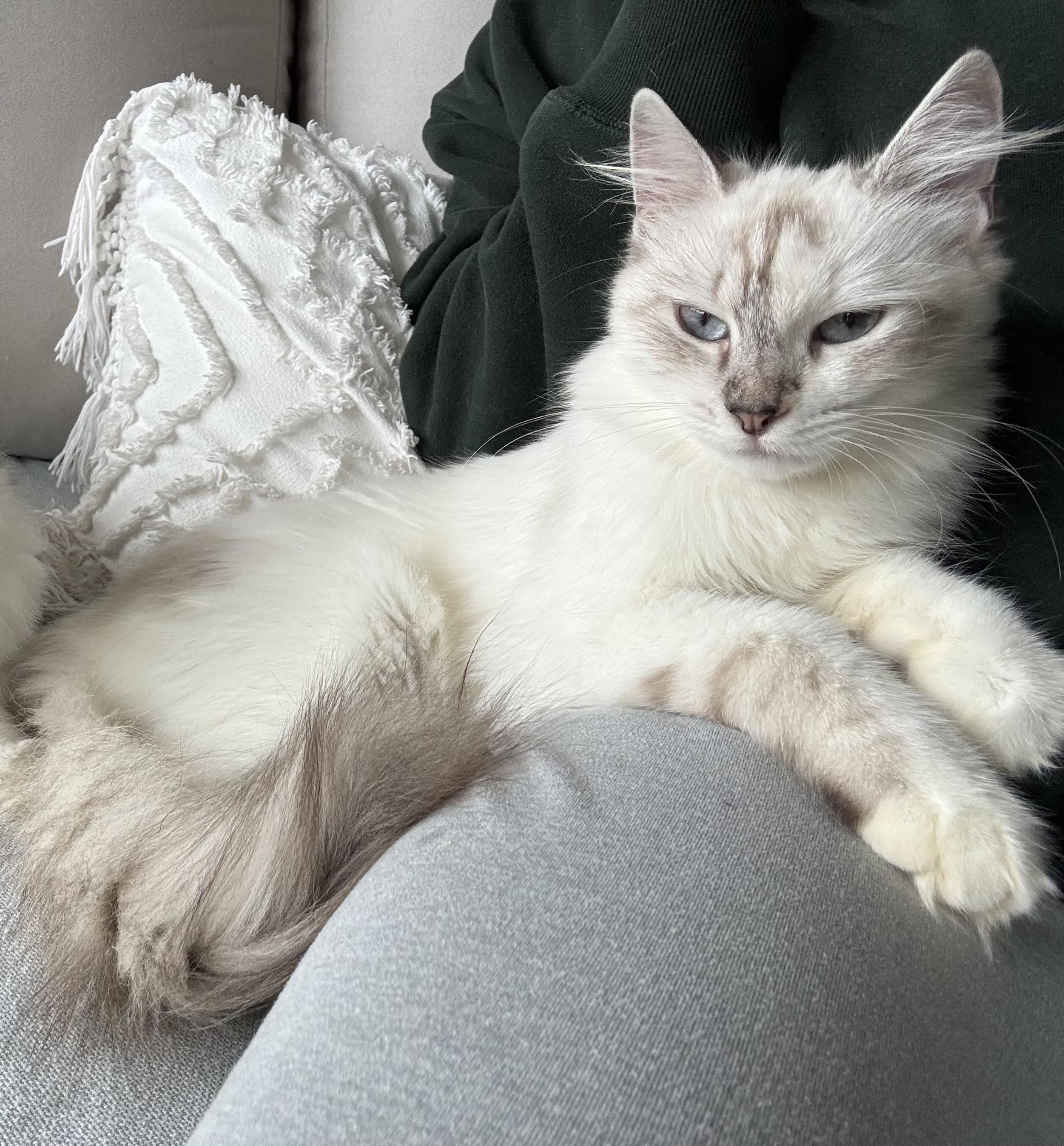 Enlarge Kayla- Rene , Arzu Ozar, a Adopted mixed breed in Brampton, ON image 1/6