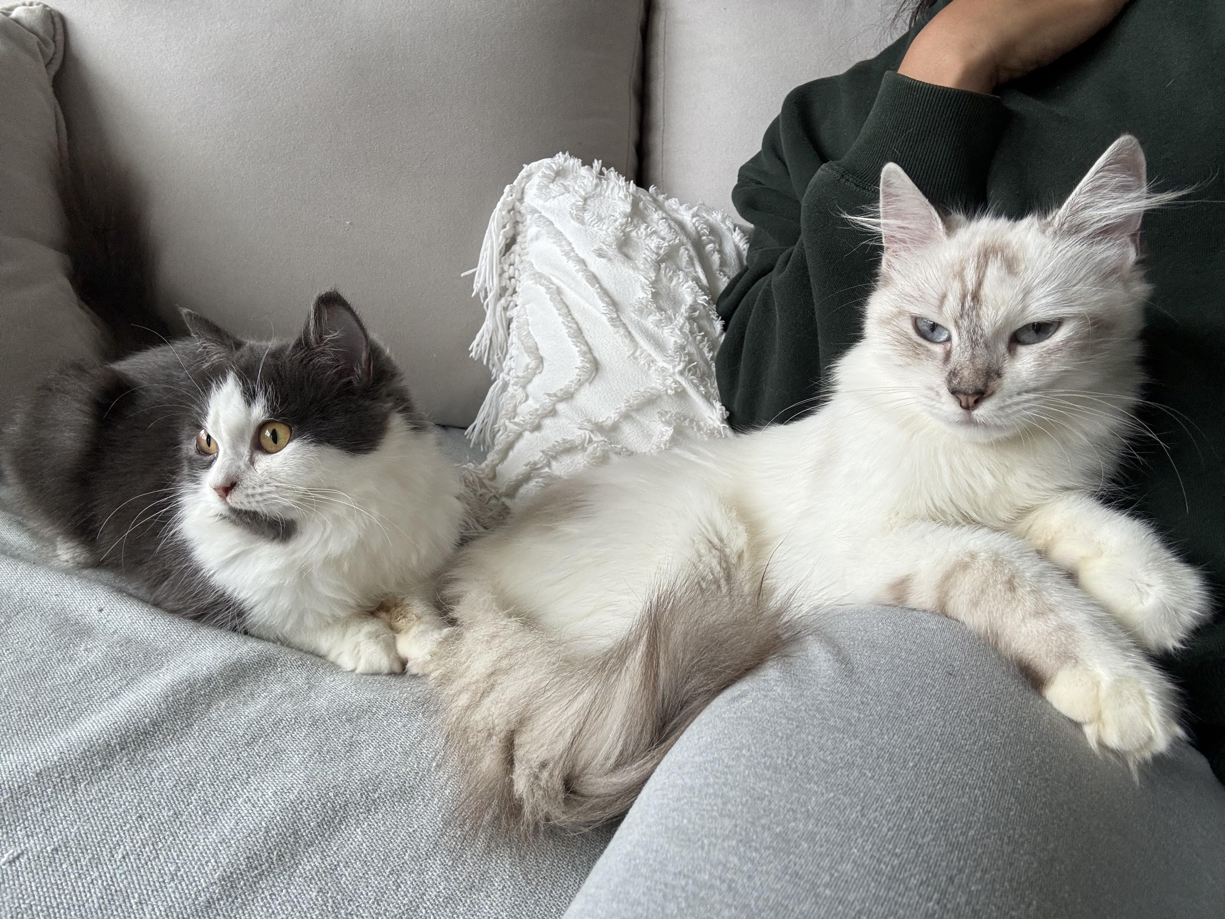 Enlarge Kayla- Rene , Arzu Ozar, a Adopted mixed breed in Brampton, ON image 6/6