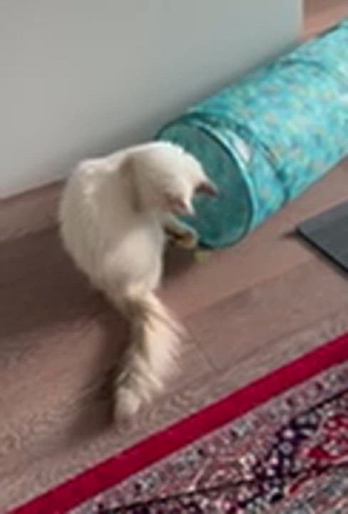 Enlarge Kayla- Rene , Arzu Ozar, a Adopted mixed breed in Brampton, ON video 5/6
