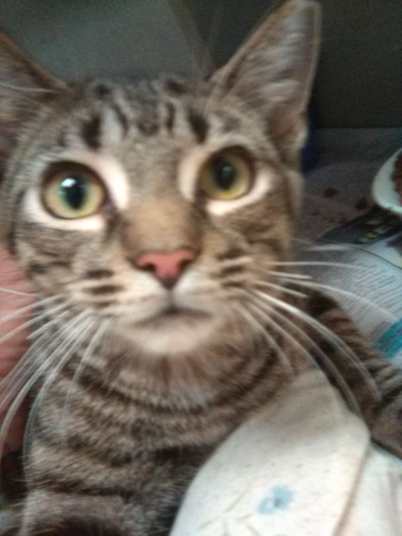 Ruthie, Adoptable, Kitten Female Domestic Short Hair & Tabby.