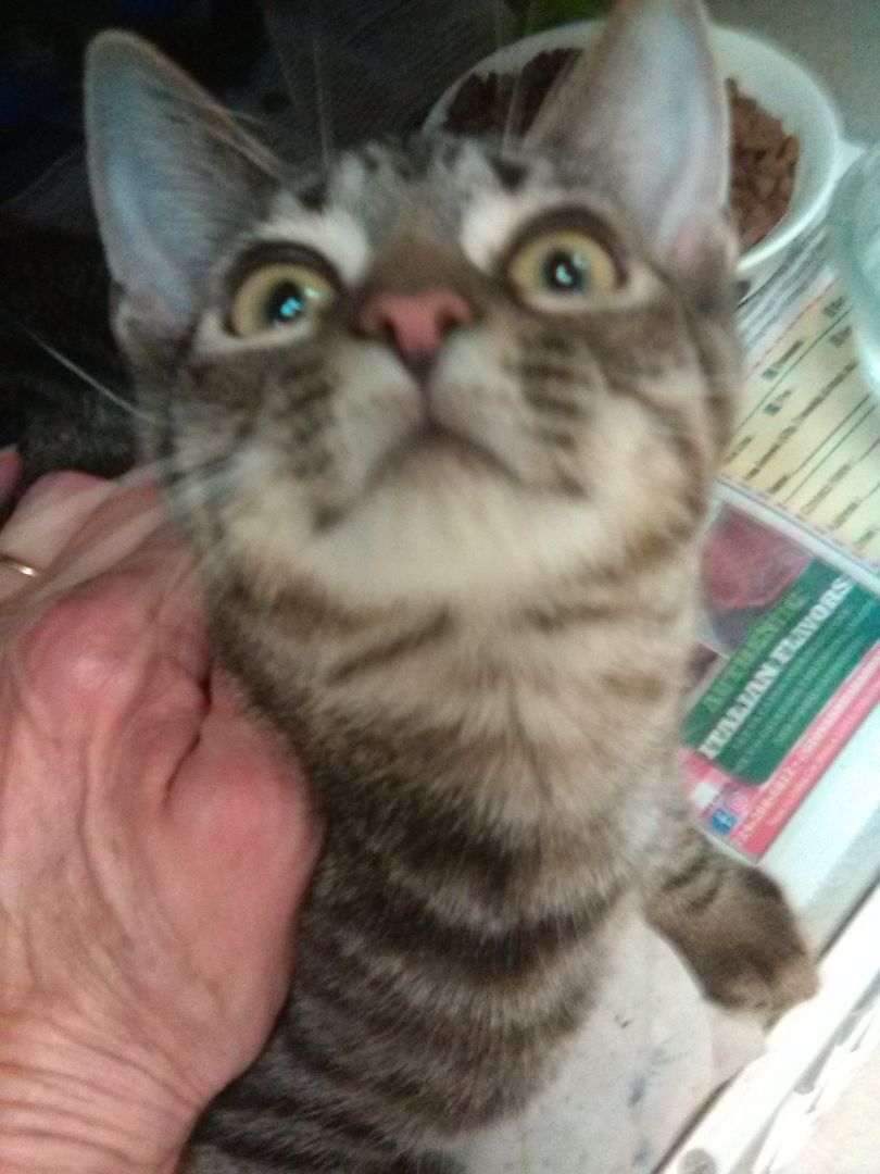 Ruthie, a Adoptable mixed breed in Sharpsville, PA image 2/4