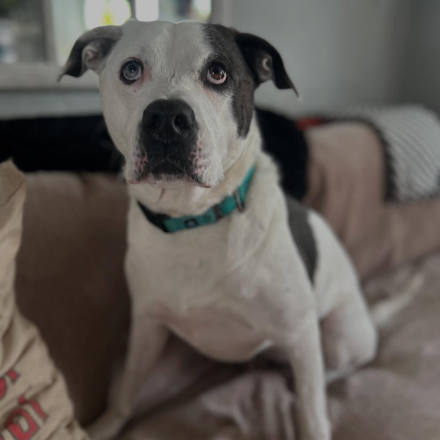 Roxie photo 4