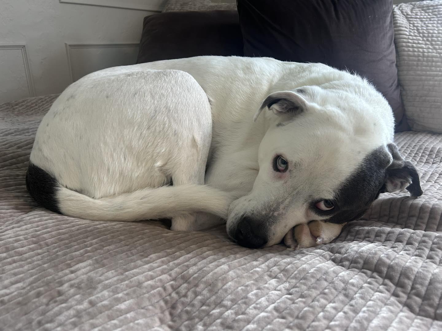 Roxie, Adoptable, Adult Female American Bulldog.