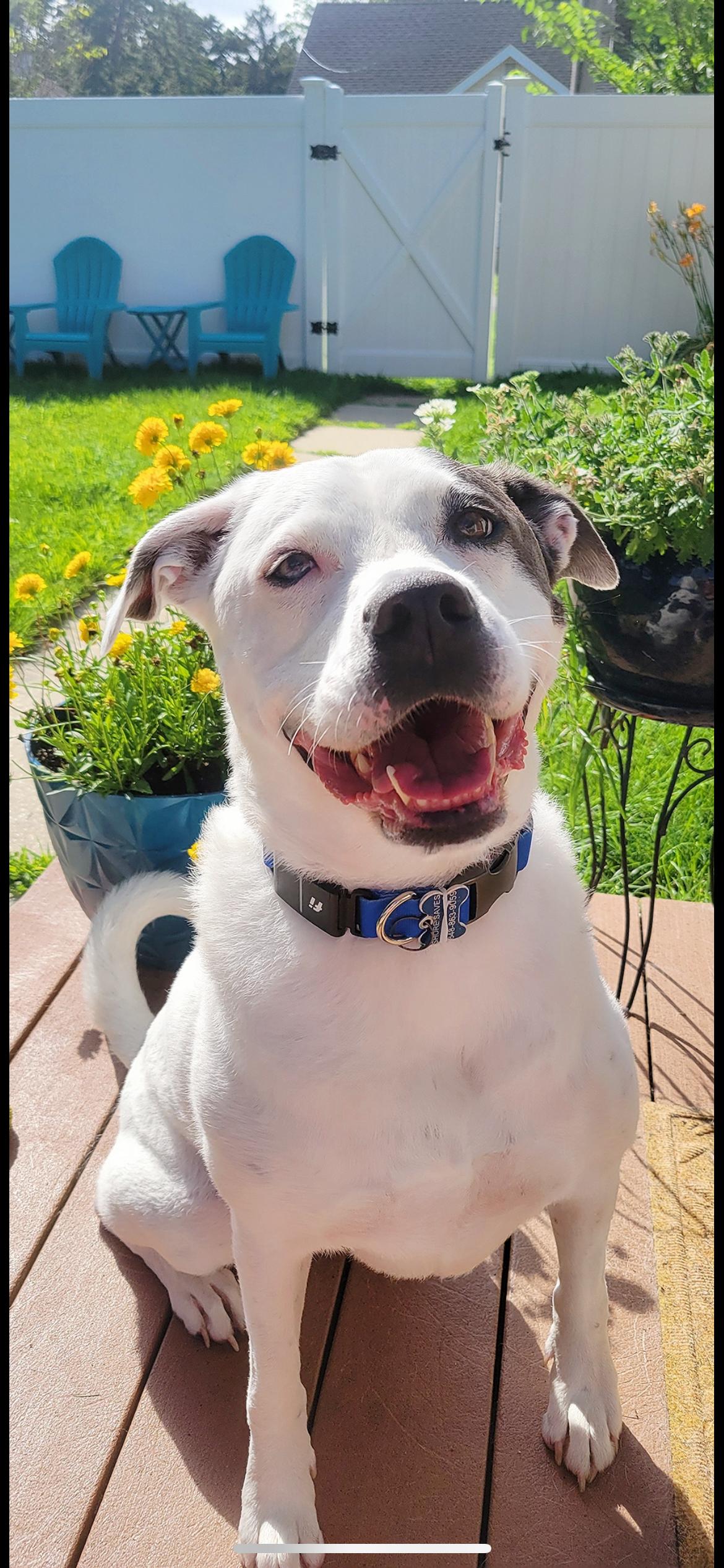 Enlarge Roxie, a Adoptable mixed breed in farmingdale, NJ image 1/5