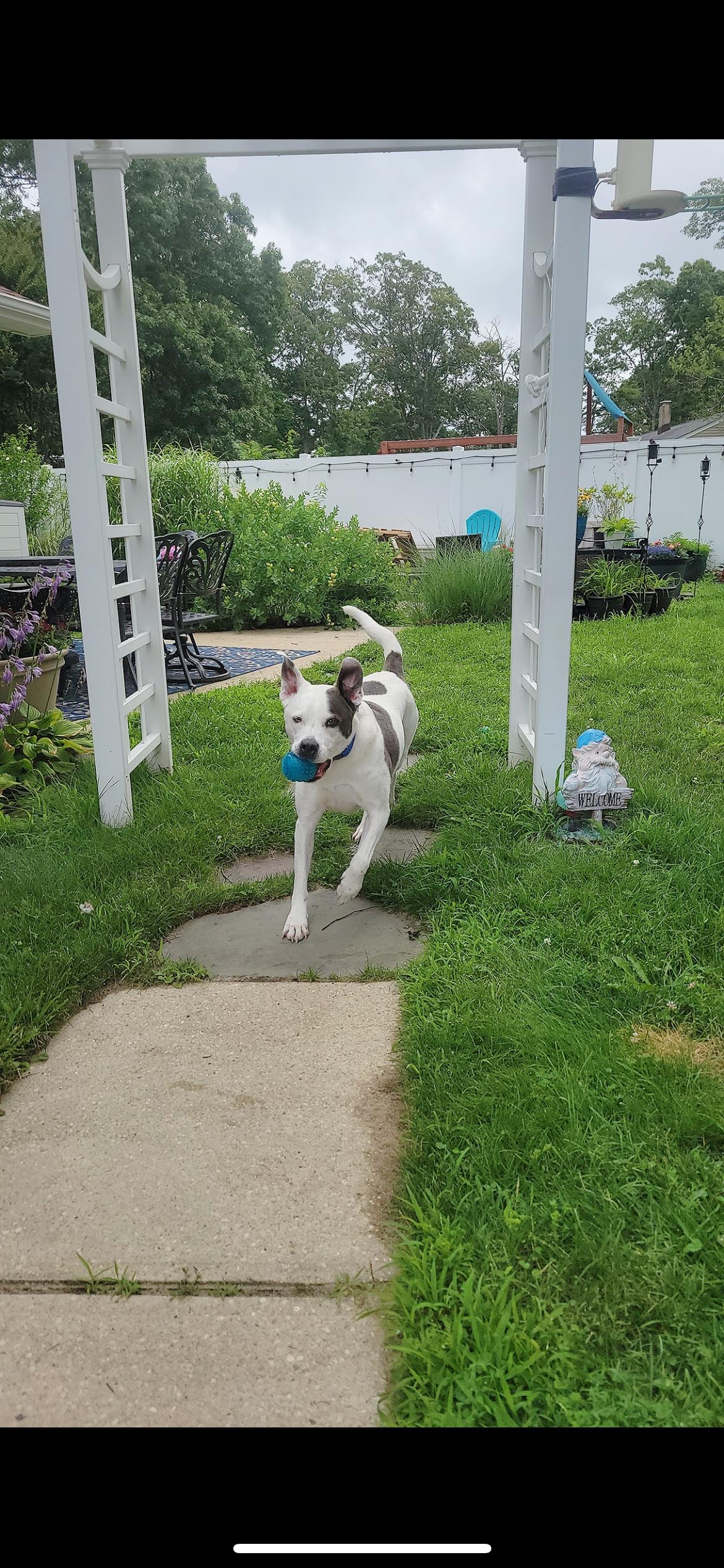 Enlarge Roxie, a Adoptable mixed breed in farmingdale, NJ image 2/5