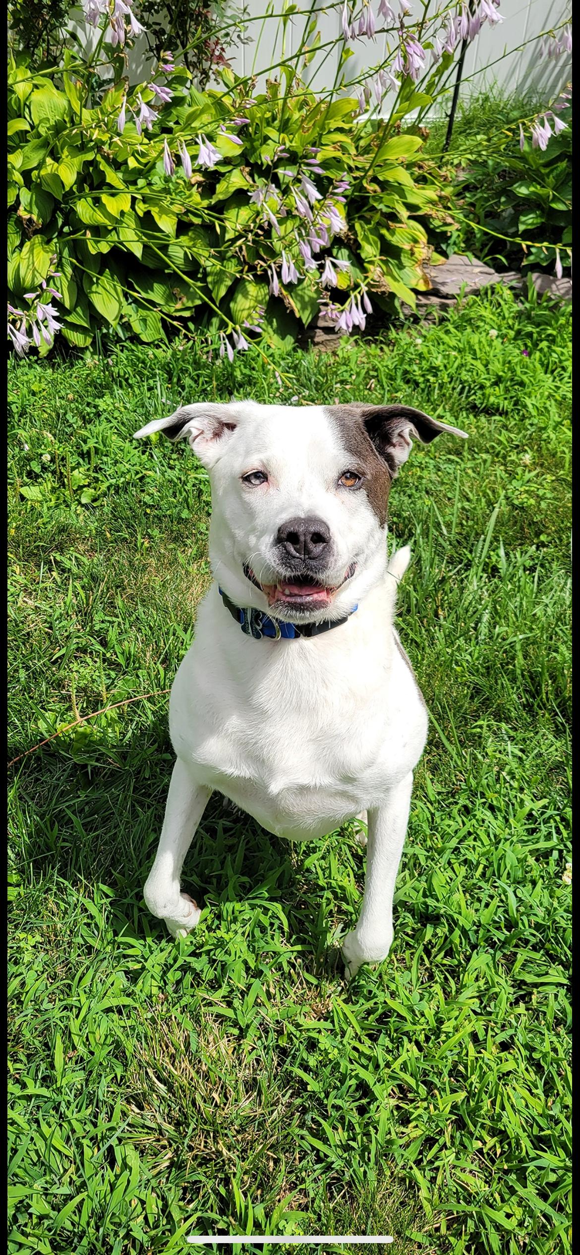 Enlarge Roxie, a Adoptable mixed breed in farmingdale, NJ image 3/5