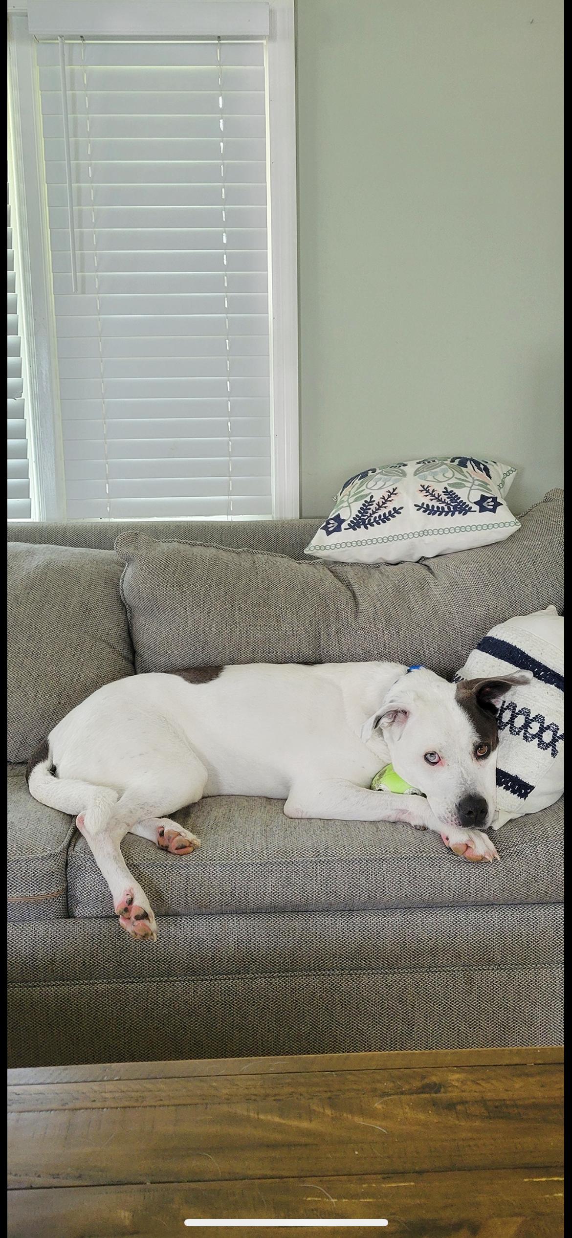 Enlarge Roxie, a Adoptable mixed breed in farmingdale, NJ image 4/5