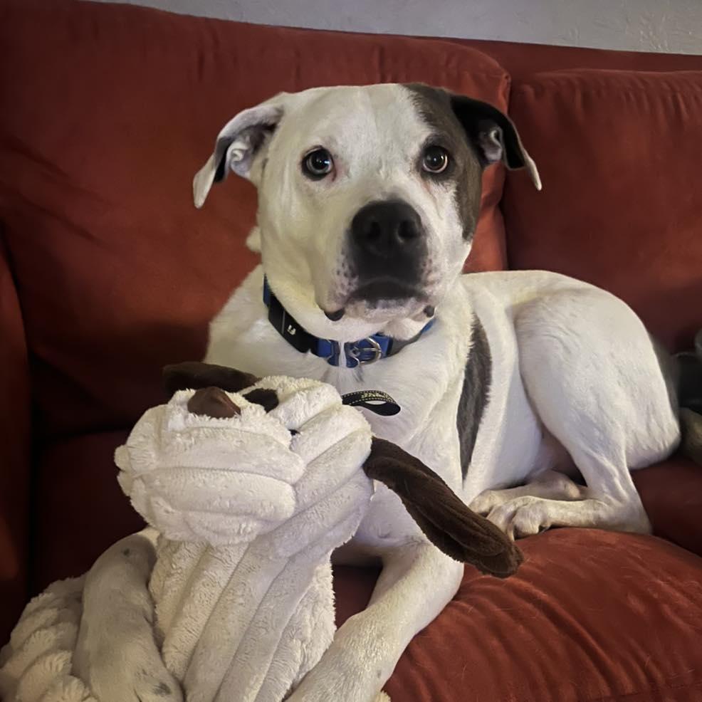 Roxie, a Adoptable mixed breed in farmingdale, NJ image 1/5