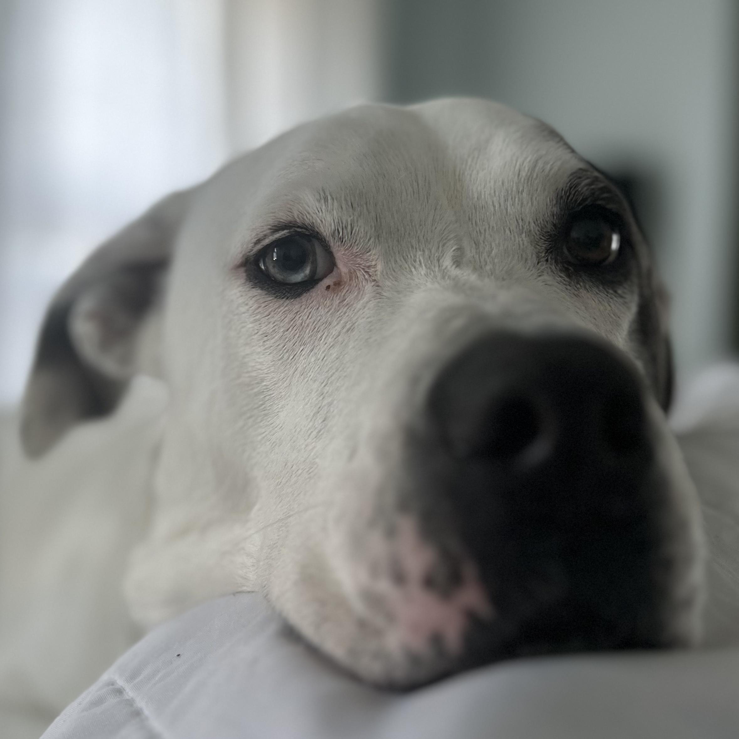 Roxie photo 5