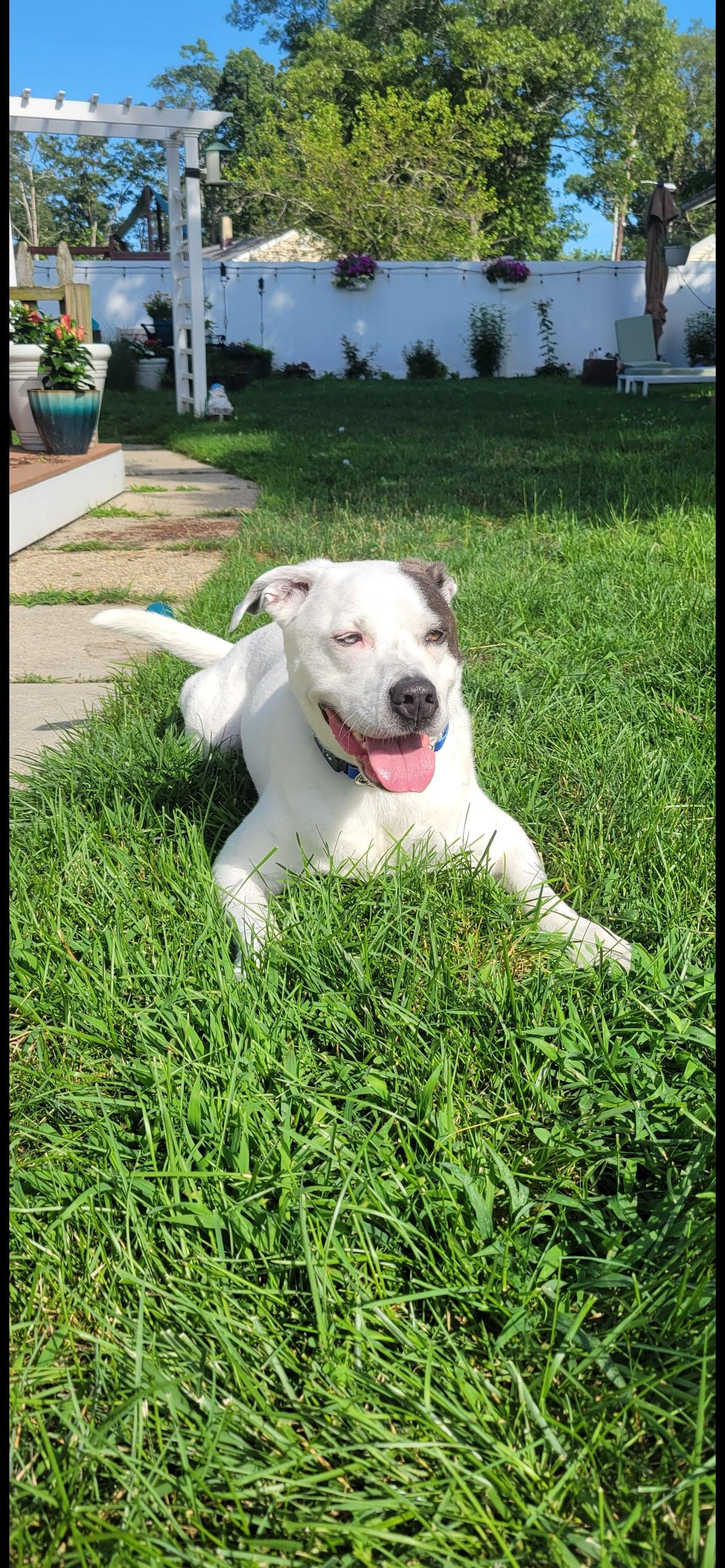 Enlarge Roxie, a Adoptable mixed breed in farmingdale, NJ image 5/5