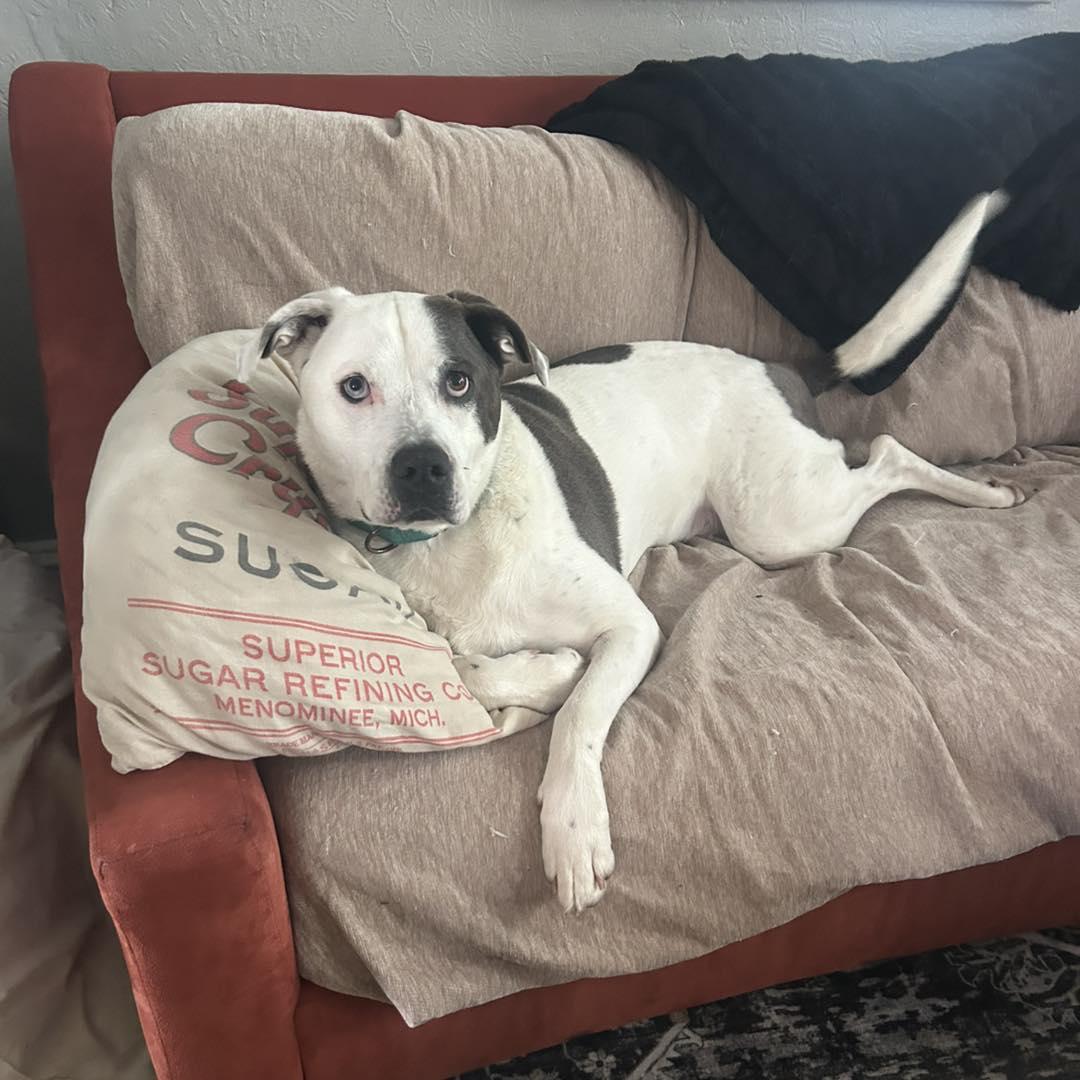 Roxie, Adult Female American Bulldog