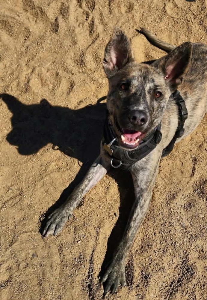Yodi, Adoptable, Adult Male Cattle Dog & Shepherd.