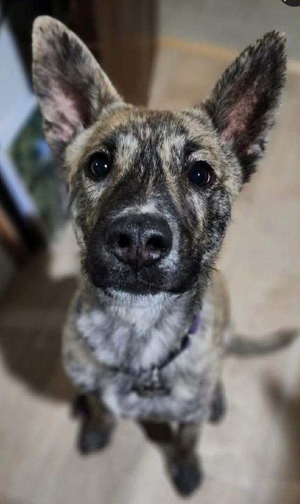 Enlarge Yodi, a Adoptable mixed breed in Fort Lupton, CO image 2/4