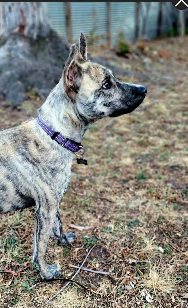 Enlarge Yodi, a Adoptable mixed breed in Fort Lupton, CO image 3/4