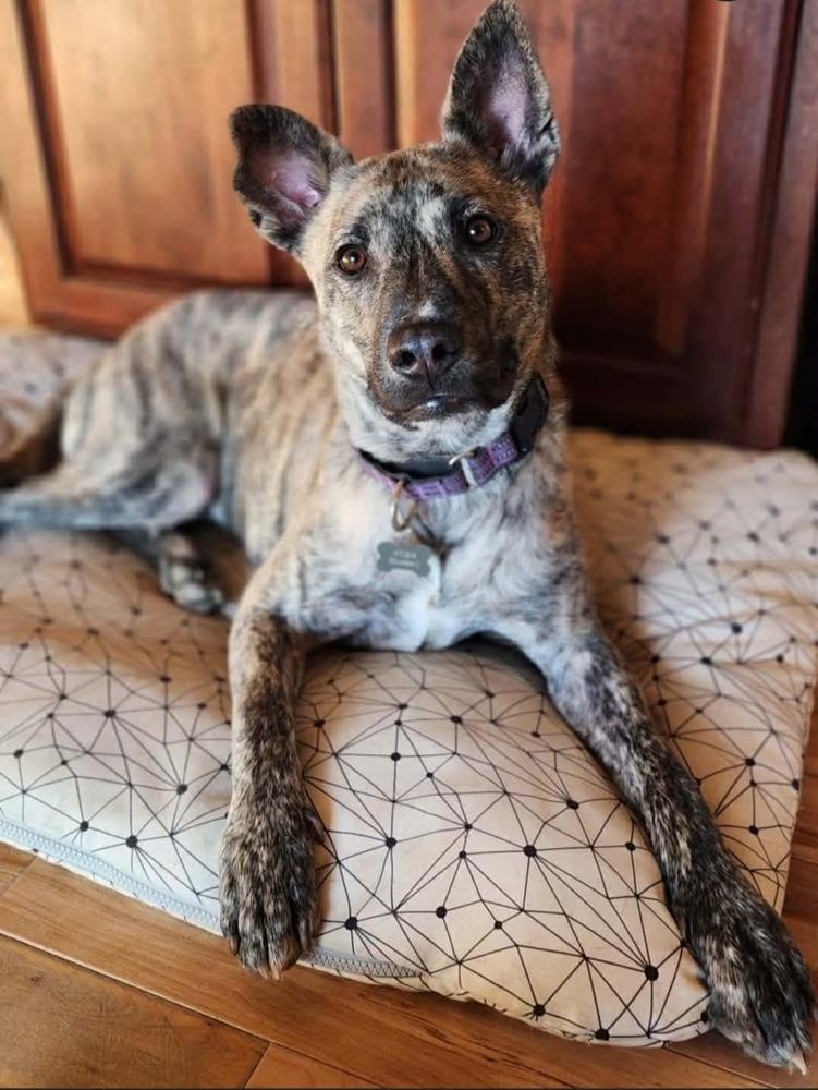 Enlarge Yodi, a Adoptable mixed breed in Fort Lupton, CO image 4/4